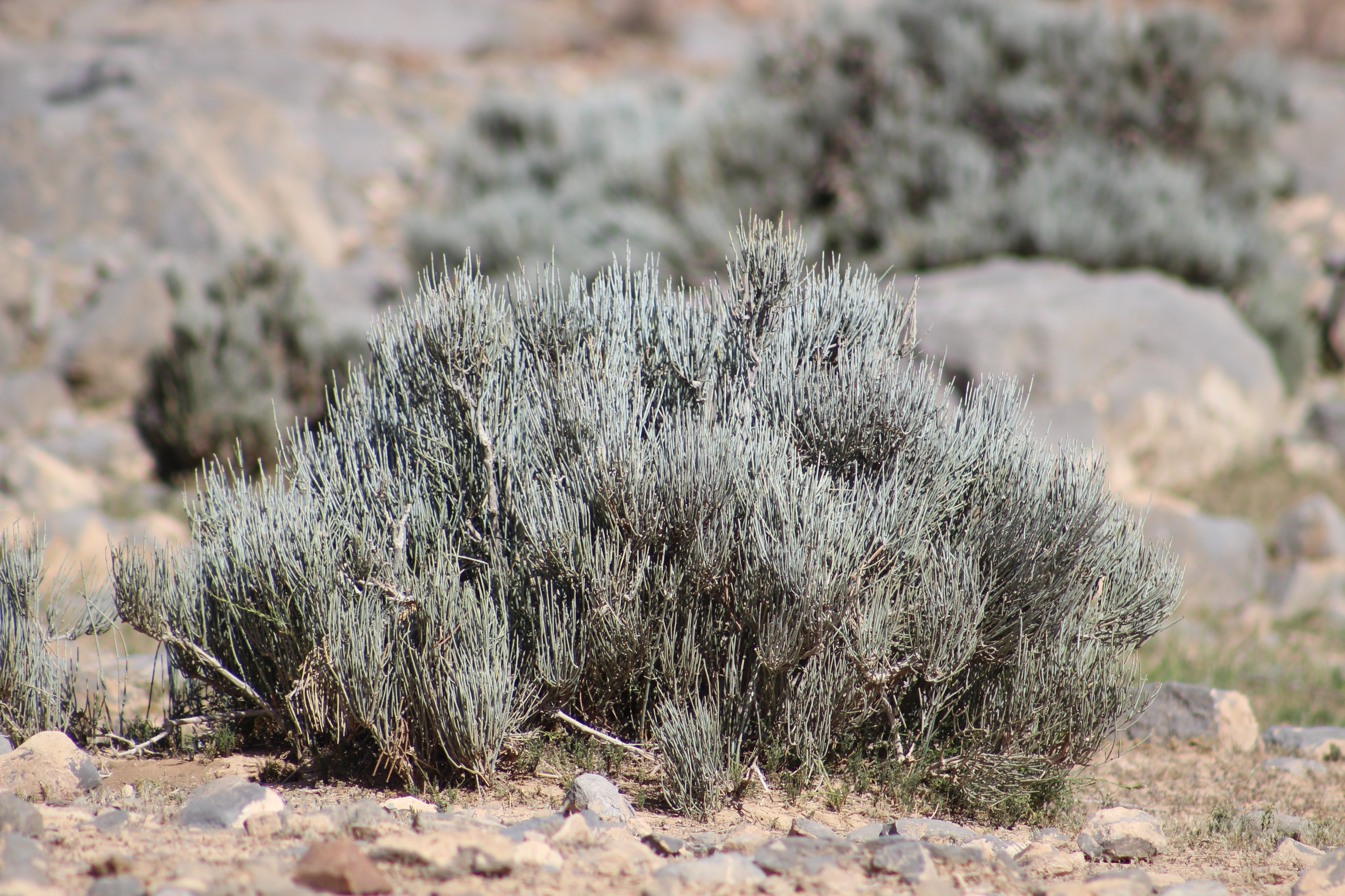 /UploadedFiles/Ephedra pachylada.JPG